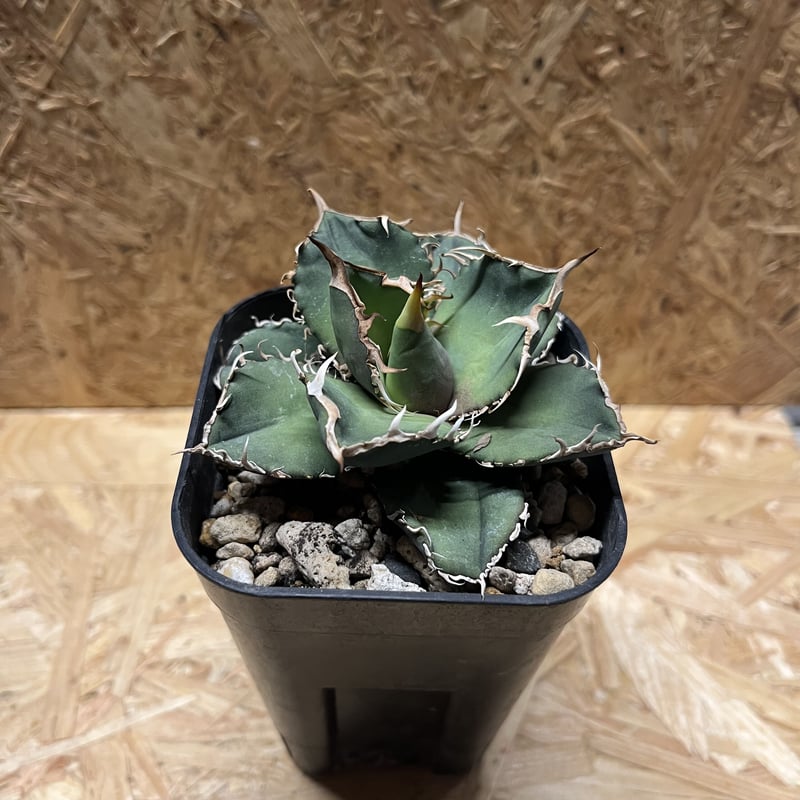 アガベ チタノタ 烈焔 | GREEN LUCK