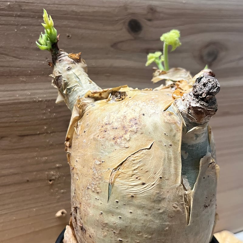 キフォステンマ マクロプス | GREEN LUCK