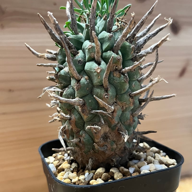 ユーフォルビア スエコランディ 闘牛角 | GREEN LUCK