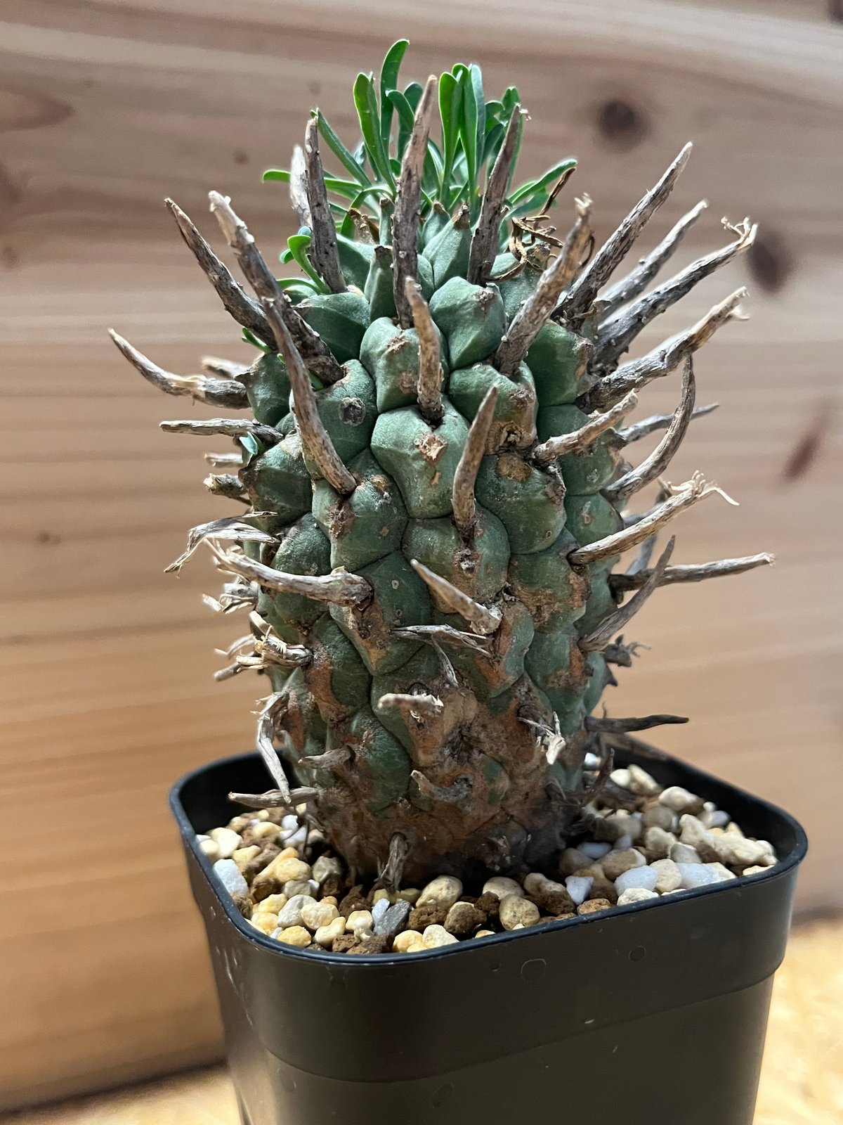 ユーフォルビア スエコランディ 闘牛角 | GREEN LUCK