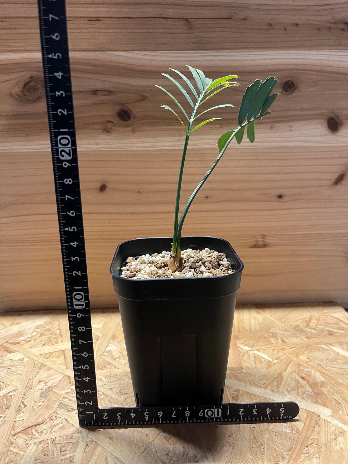 エンセファラルトス ホリダス 2