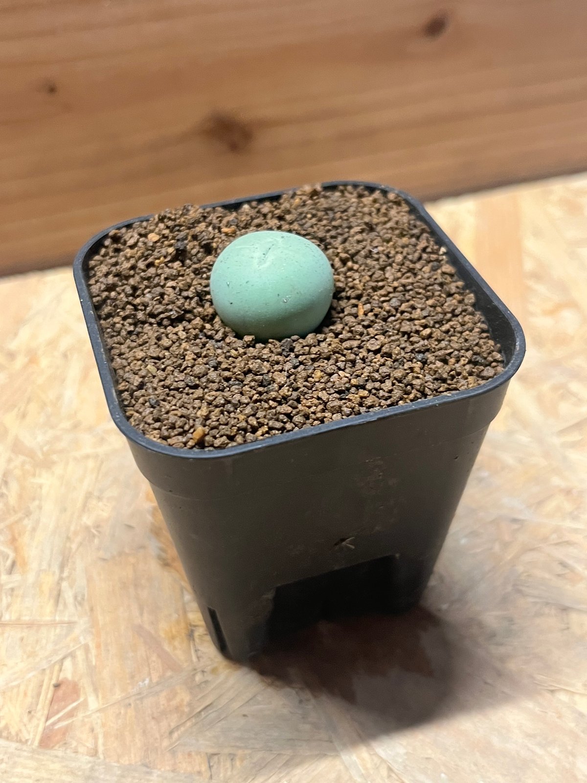 コノフィツム カルキュルス | GREEN LUCK