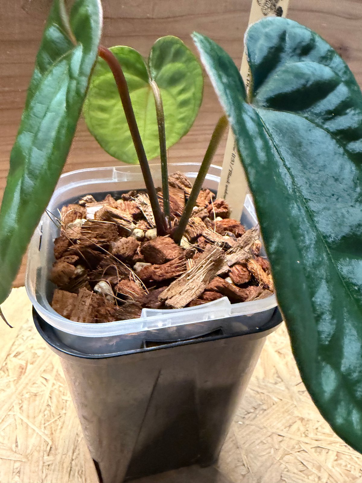 アンスリウム　斑入り　レッドベインダークフェニックス アンスリウム レッドベインダークフェニックス×ブラックウィドウ