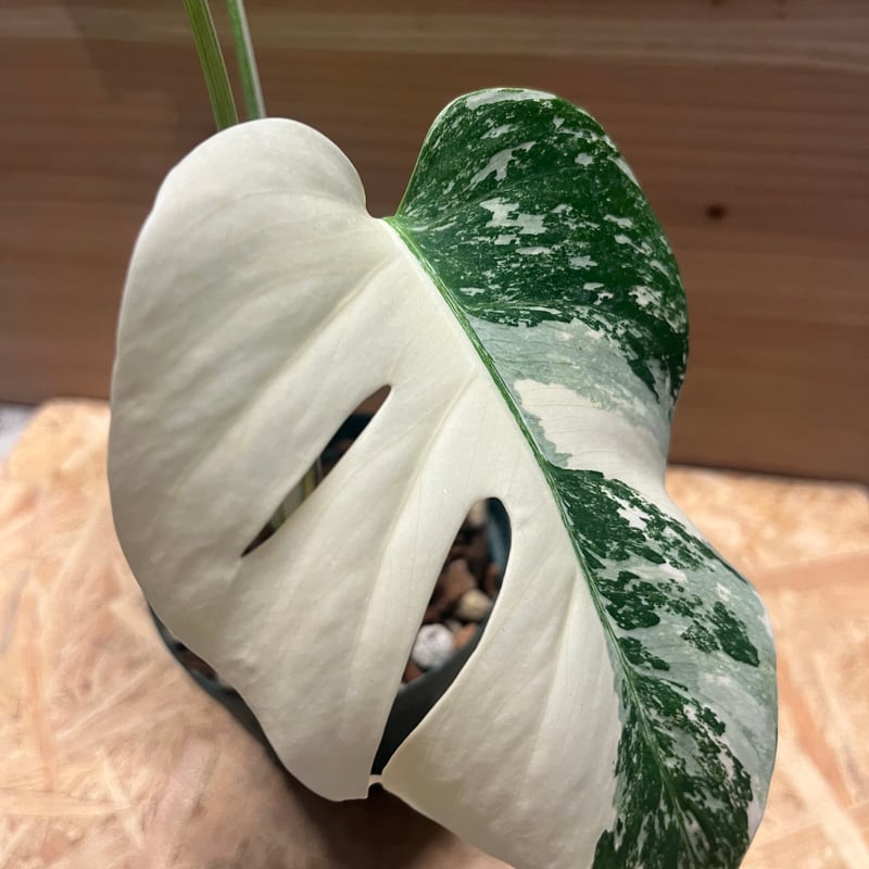 モンステラ ボルシギアナ ハワイ産 極斑 モンステラ ボルシギアナ