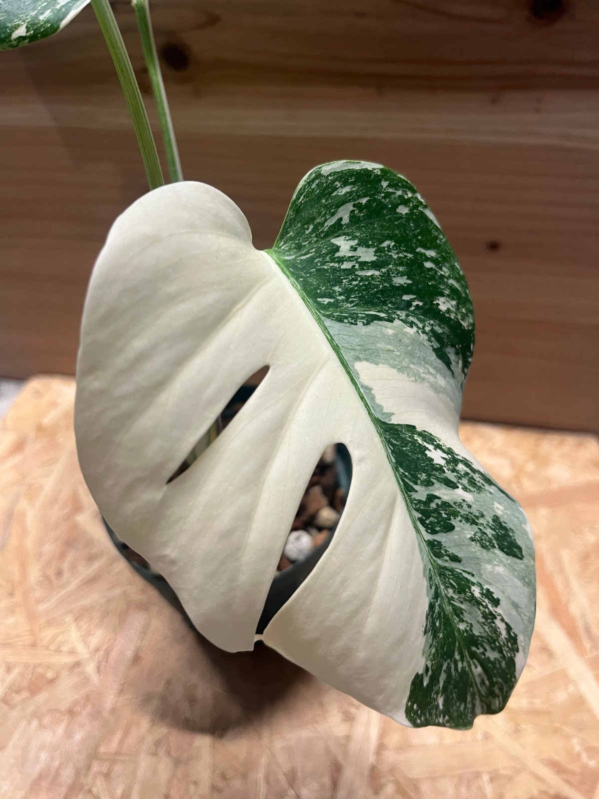 極斑タイプ 斑入りモンステラ ボルシギアナ バリエガータ | GREEN LUCK