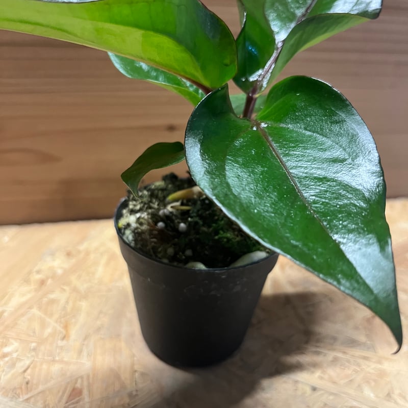 アンスリウム フーケリー 'ブラックドラゴン' | GREEN LUCK