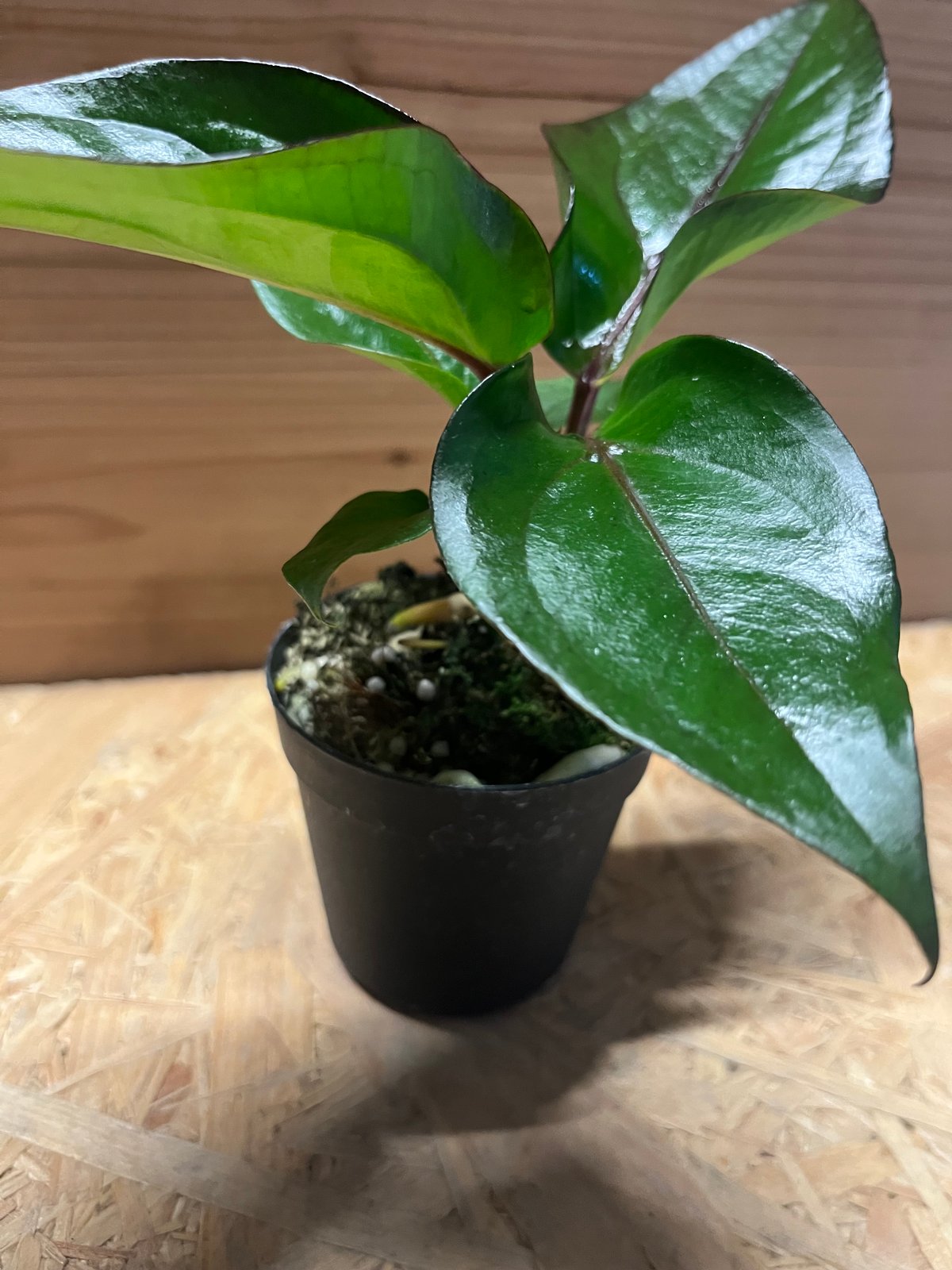 アンスリウム フーケリー 'ブラックドラゴン' | GREEN LUCK