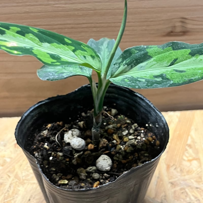 アグラオネマ ピクタム トリカラー エウレカ | GREEN LUCK