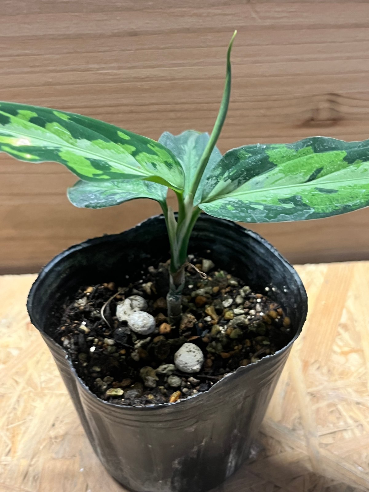 アグラオネマ ピクタム トリカラー エウレカ | GREEN LUCK