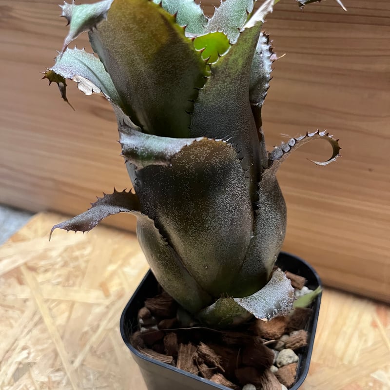 ホヘンベルギアLp✖️チャンティニー良株 ホヘンベルギアLp✖️チャン