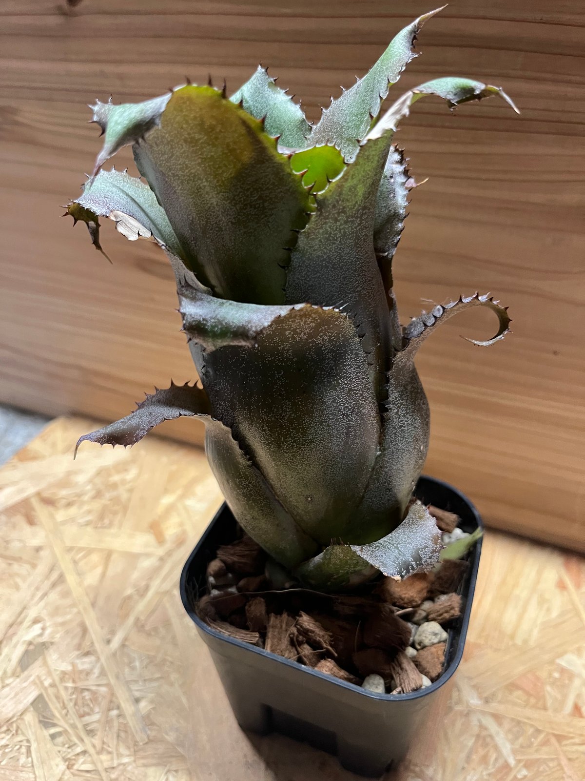 現品】ホヘンベルギア アイスティー 大 鉢植えのまま発送! 現品】ホヘンベルギア アイスティー 大 鉢植えのまま発送!