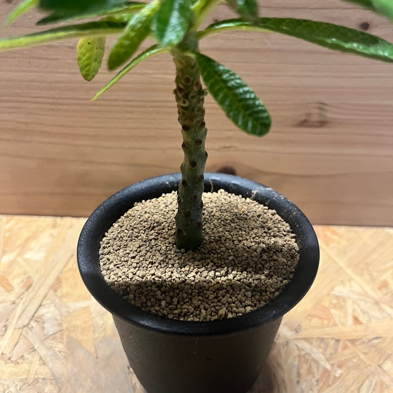 ドルステニア ギガス | GREEN LUCK