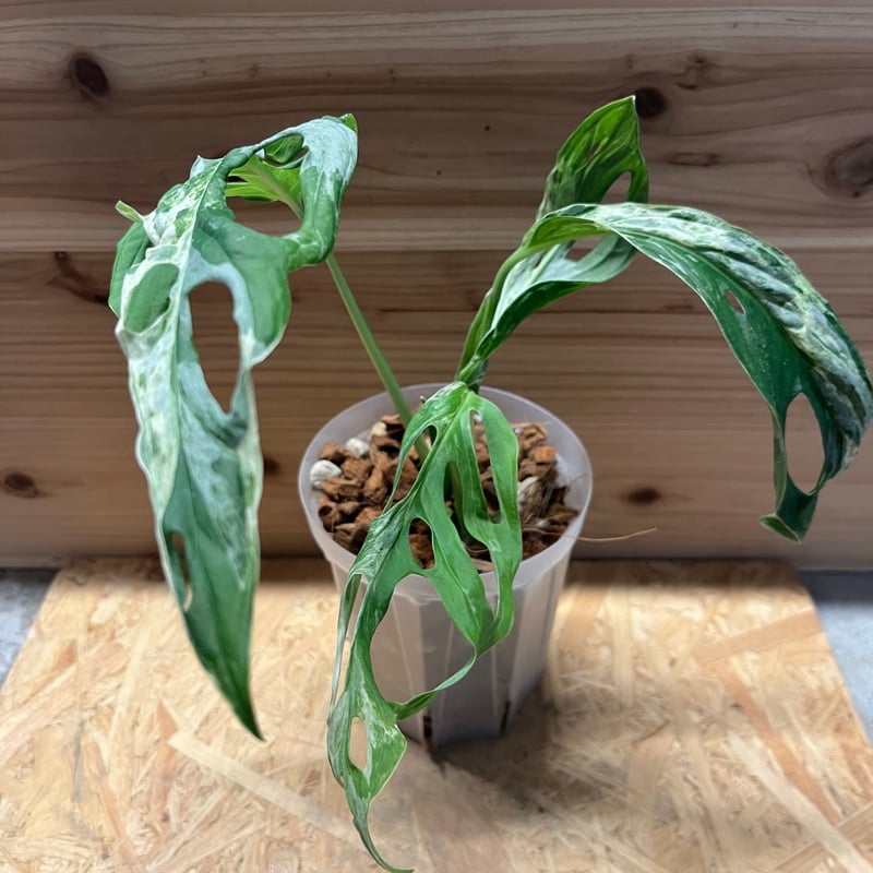 【希少植物4】 モンステラ アダンソニー バリエガタ 最上美術株 希少植物4】 モンステラ アダンソニー バリエガタ 最上美術株