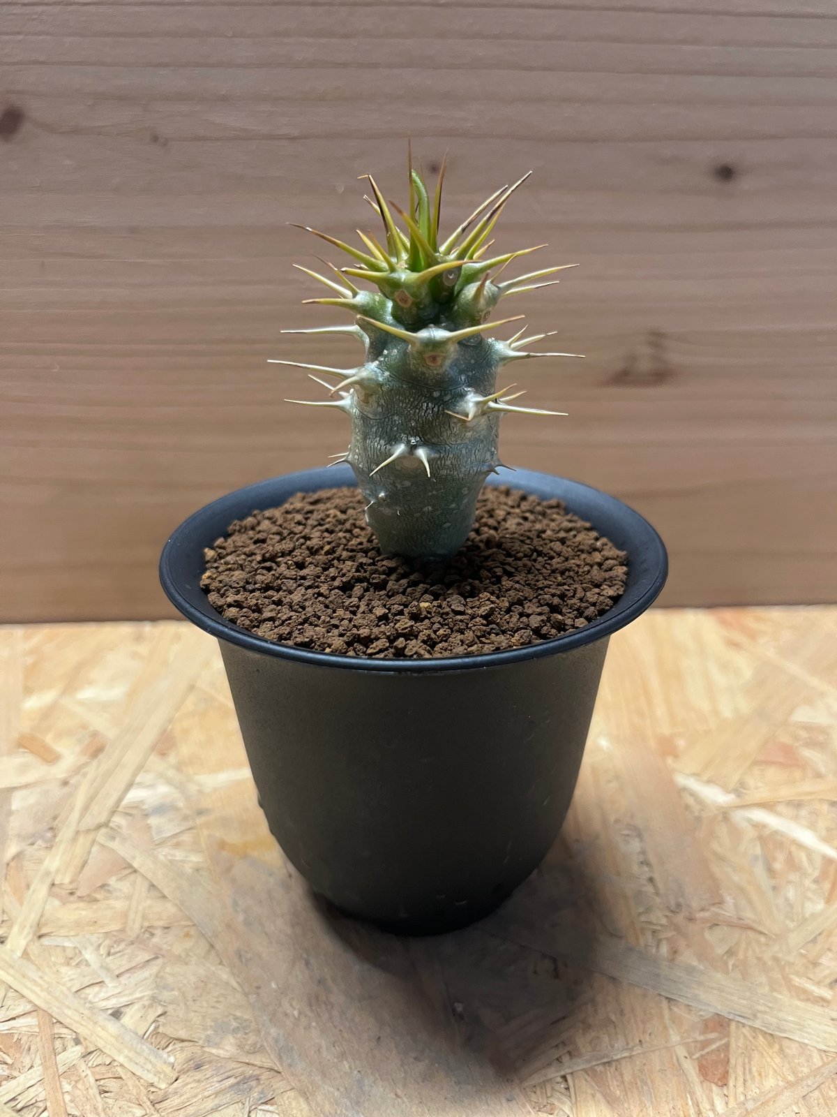 パキポディウム アンボンゲンセ | GREEN LUCK