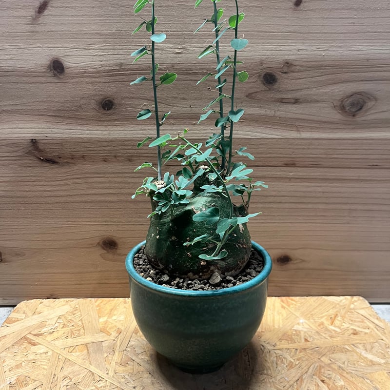 特大アデニアSPクリスタルグリーン発根済グロボーサ ペチュエリー スピノーサ 特大アデニアSPクリスタルグリーン発根済グロボーサ