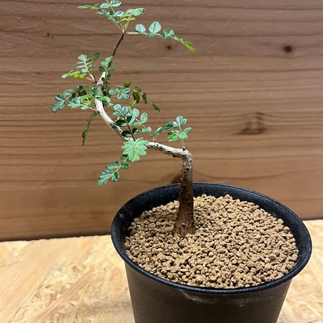 パキコルムス　ディスカラー　象の木