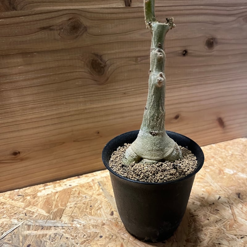 ウンカリーナ グランディディエリ | GREEN LUCK