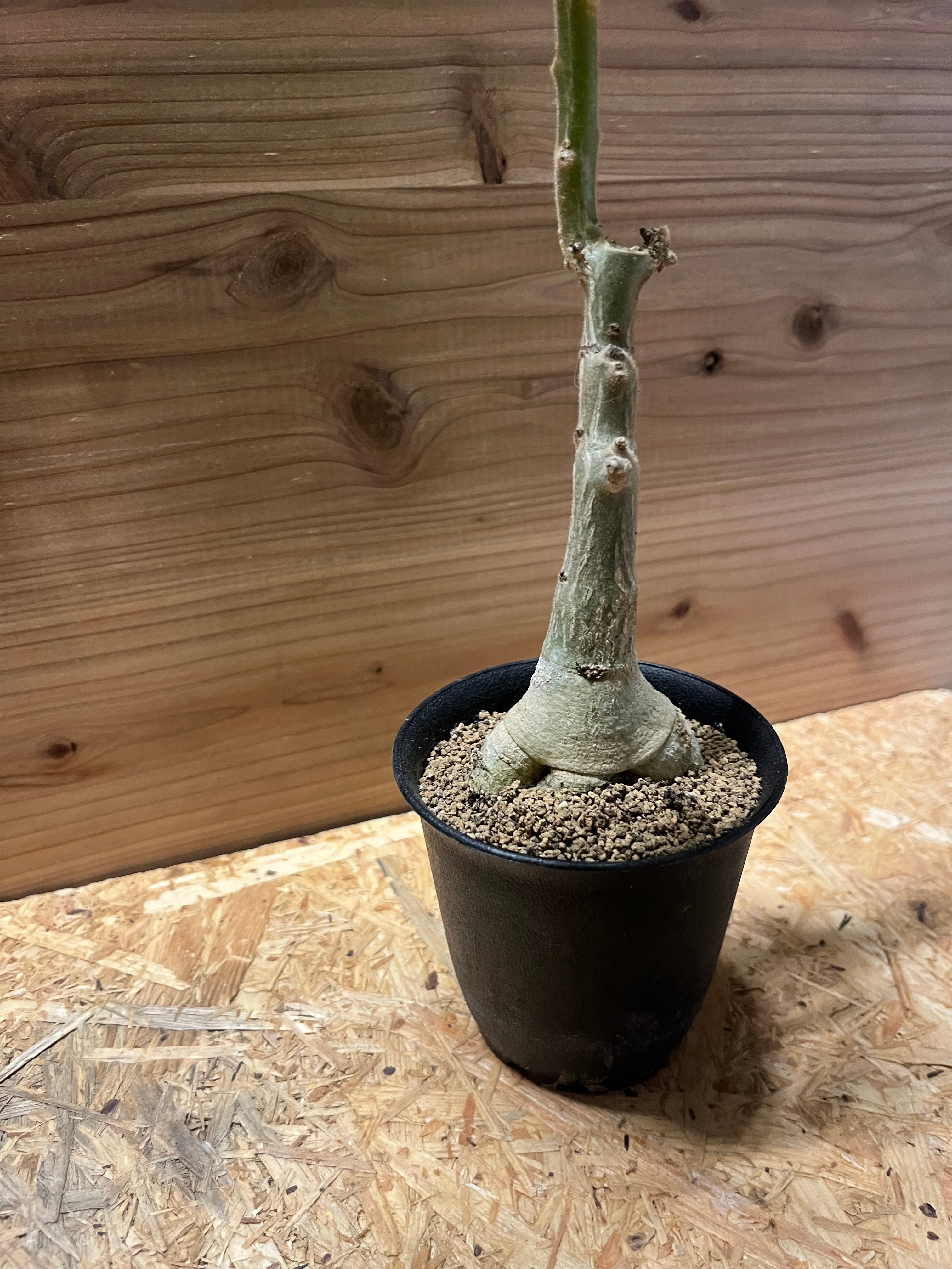 ウンカリーナ グランディディエリ 発根済み 良型 抜き苗 コーデックス 塊根植物 ウンカリーナ グランディディエリ | GREEN LUCK