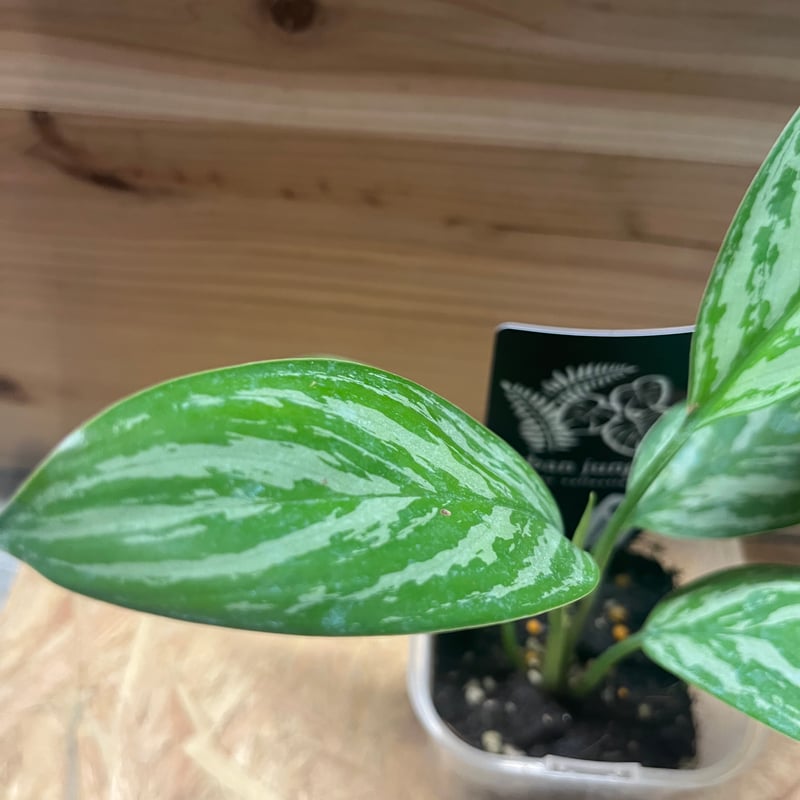 アグラオネマ ニティドゥム カーティシー | GREEN LUCK