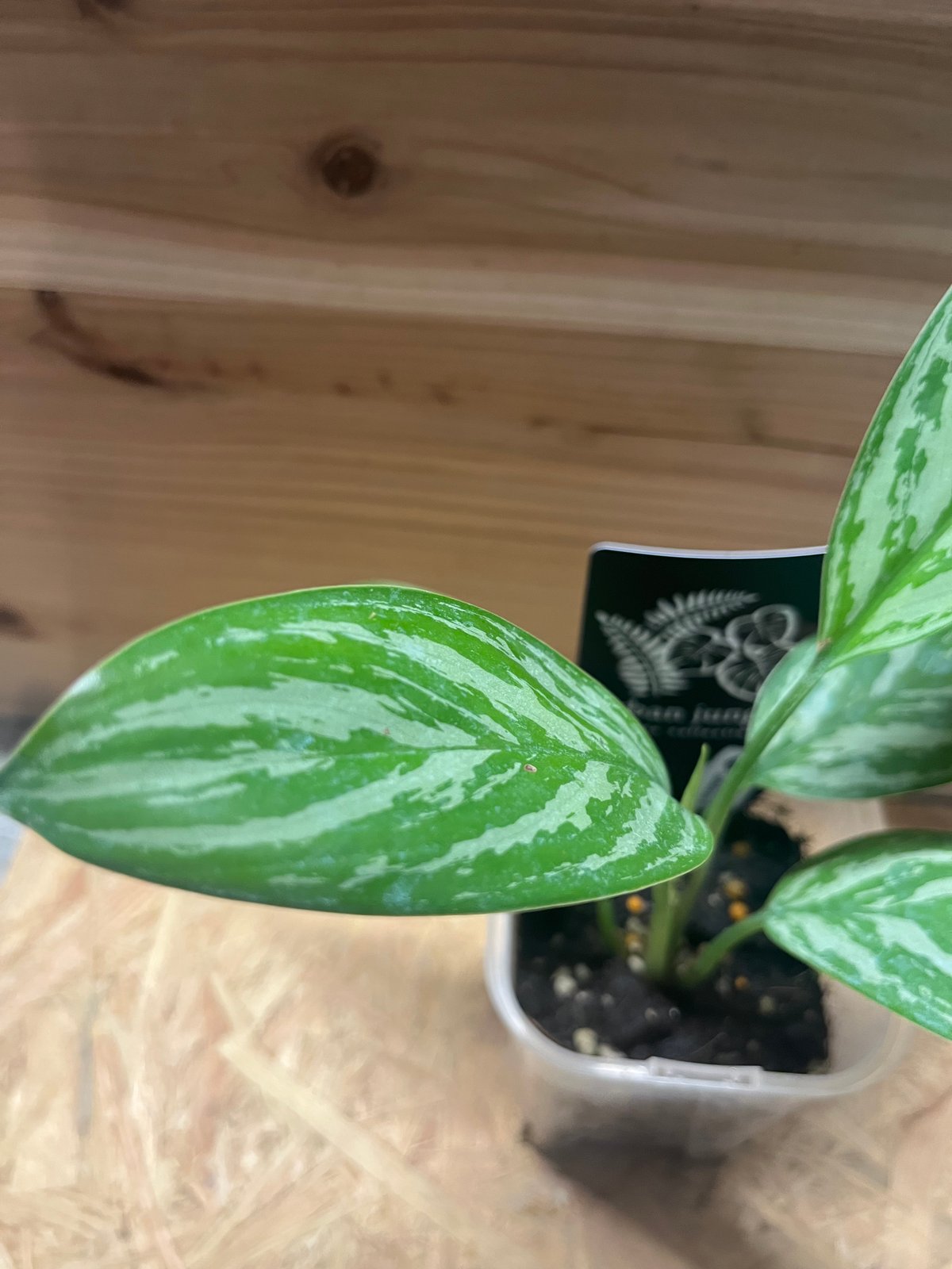 アグラオネマ ニティドゥム カーティシー | GREEN LUCK