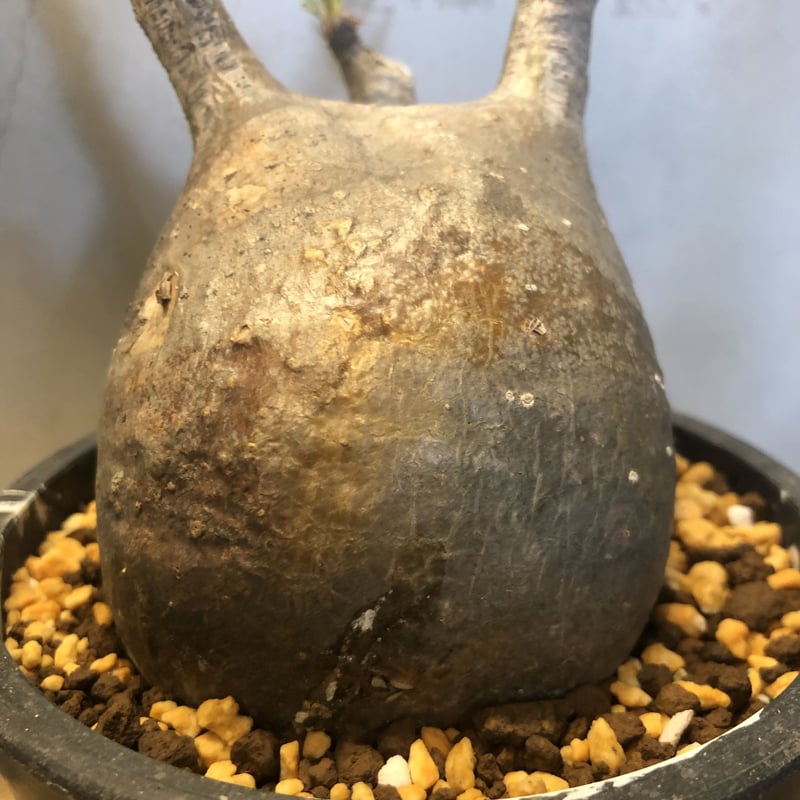 パキポディウム グラキリス 現地株 発根済み | GREEN LUCK