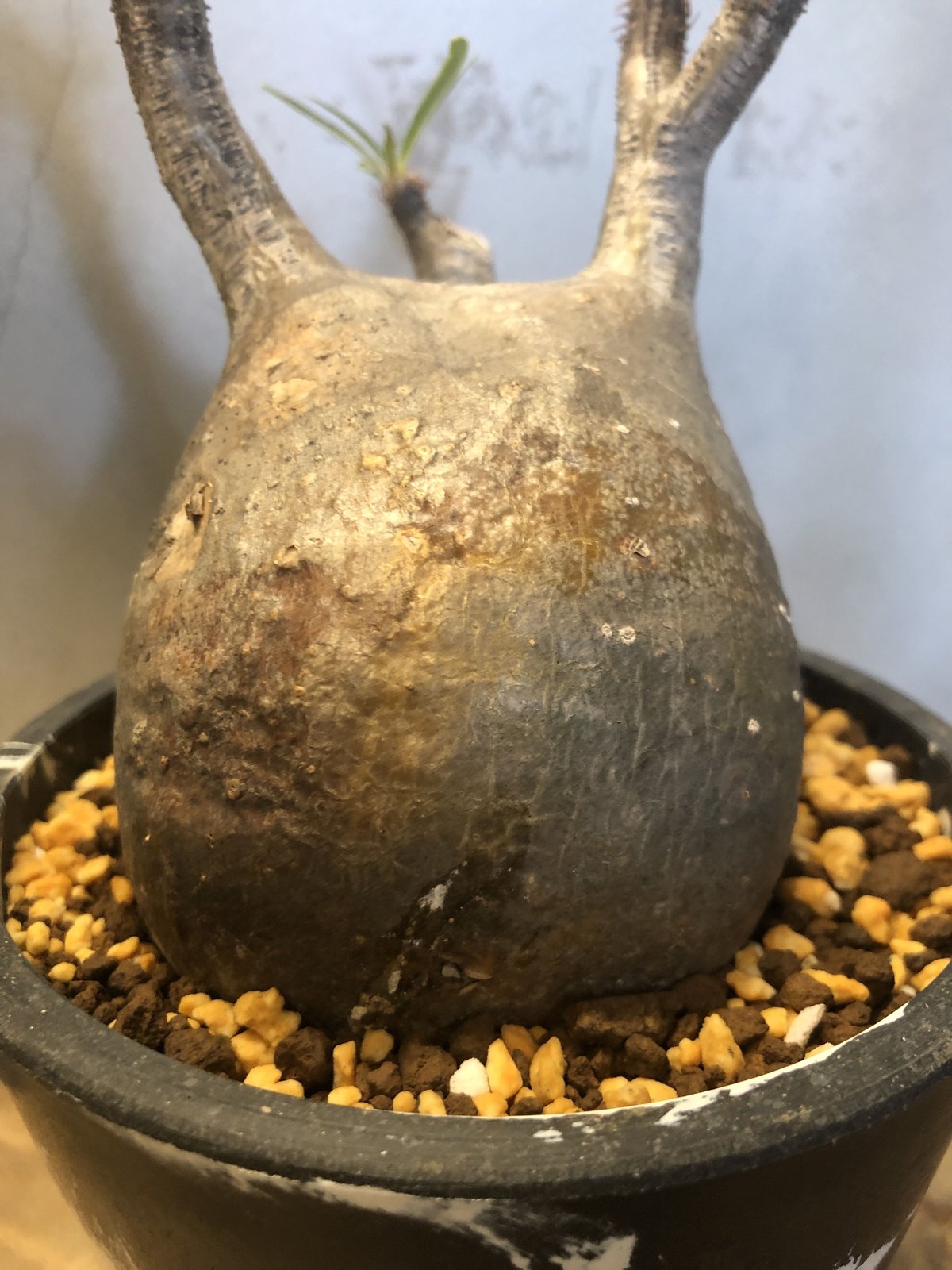 パキポディウム グラキリス 現地株 発根済み | GREEN LUCK