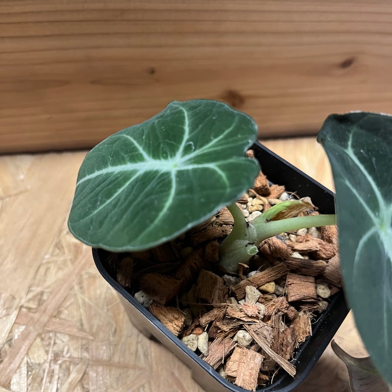 アロカシア ブラックベルベット | GREEN LUCK