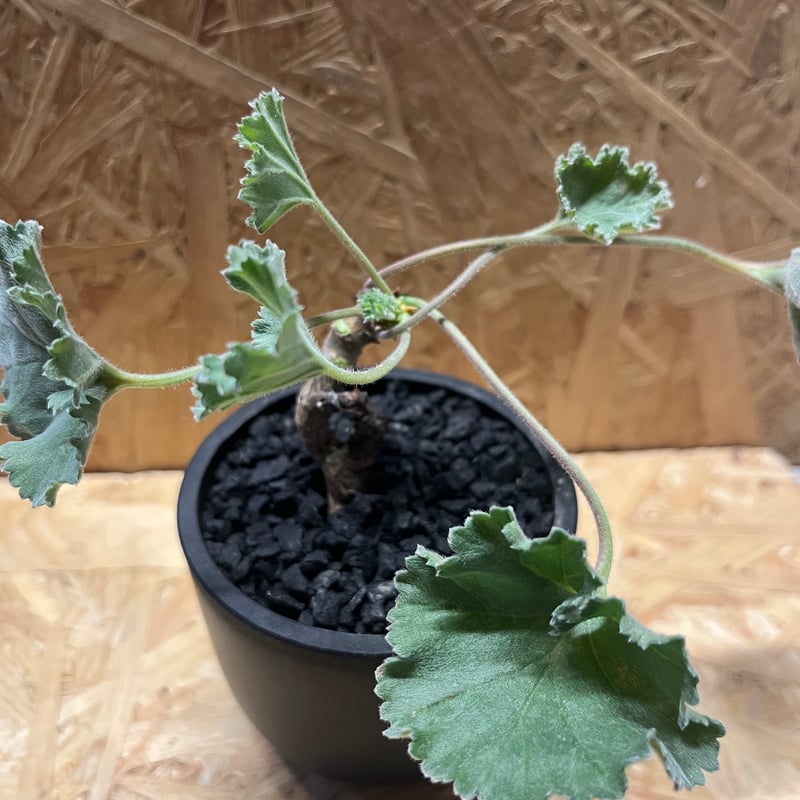 ペラルゴニウム ミラビレ×Maceta | GREEN LUCK