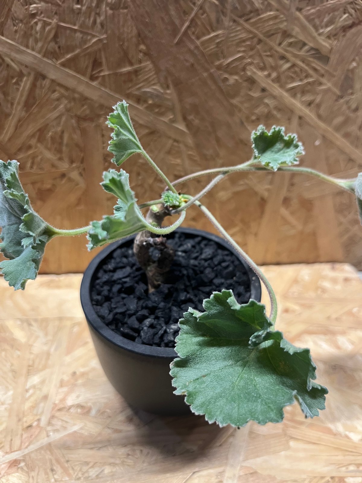 ペラルゴニウム ミラビレ×Maceta | GREEN LUCK