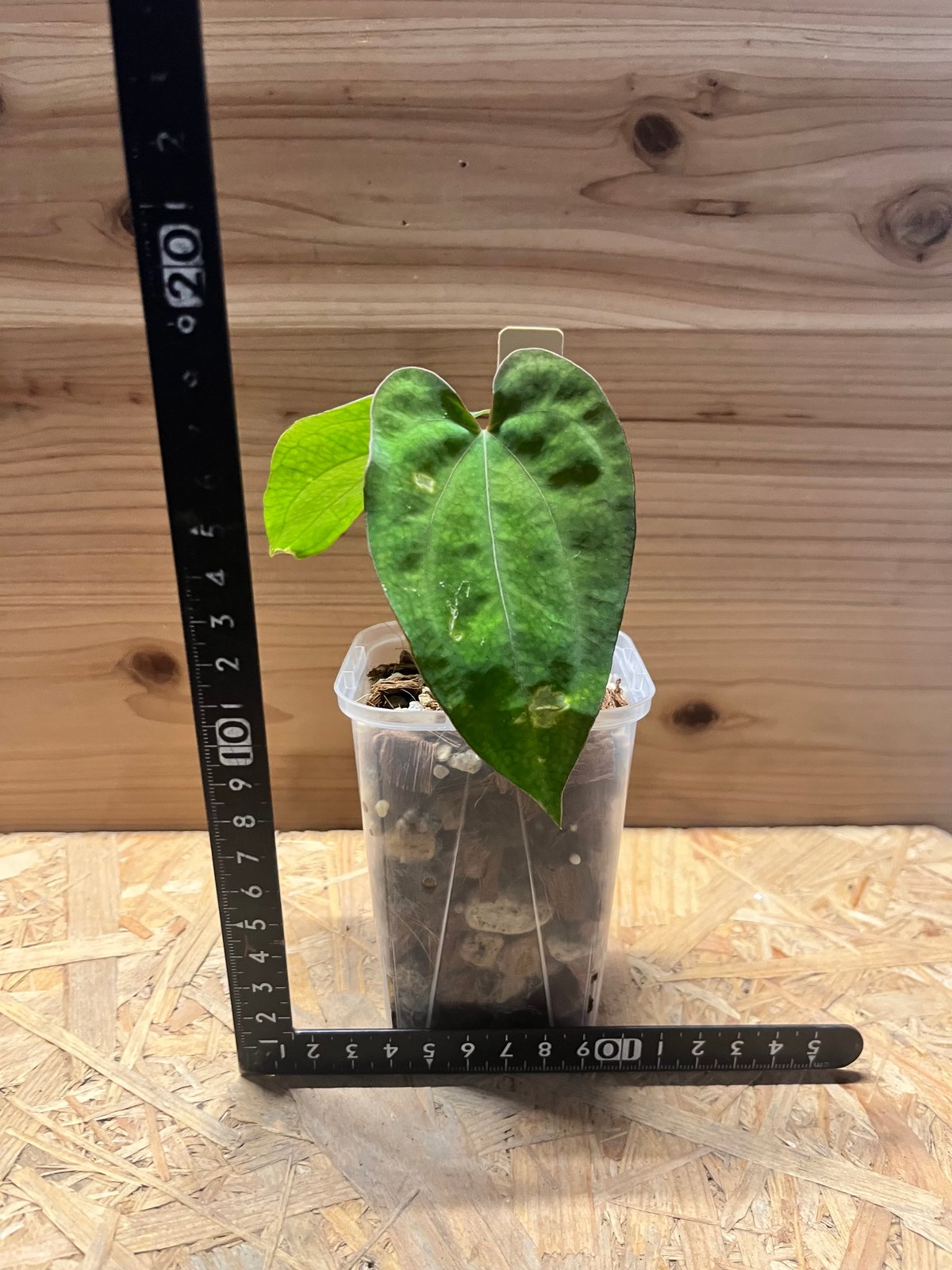 アンスリウム パンプキンスパイス×パピリラミナム ラルフライナム