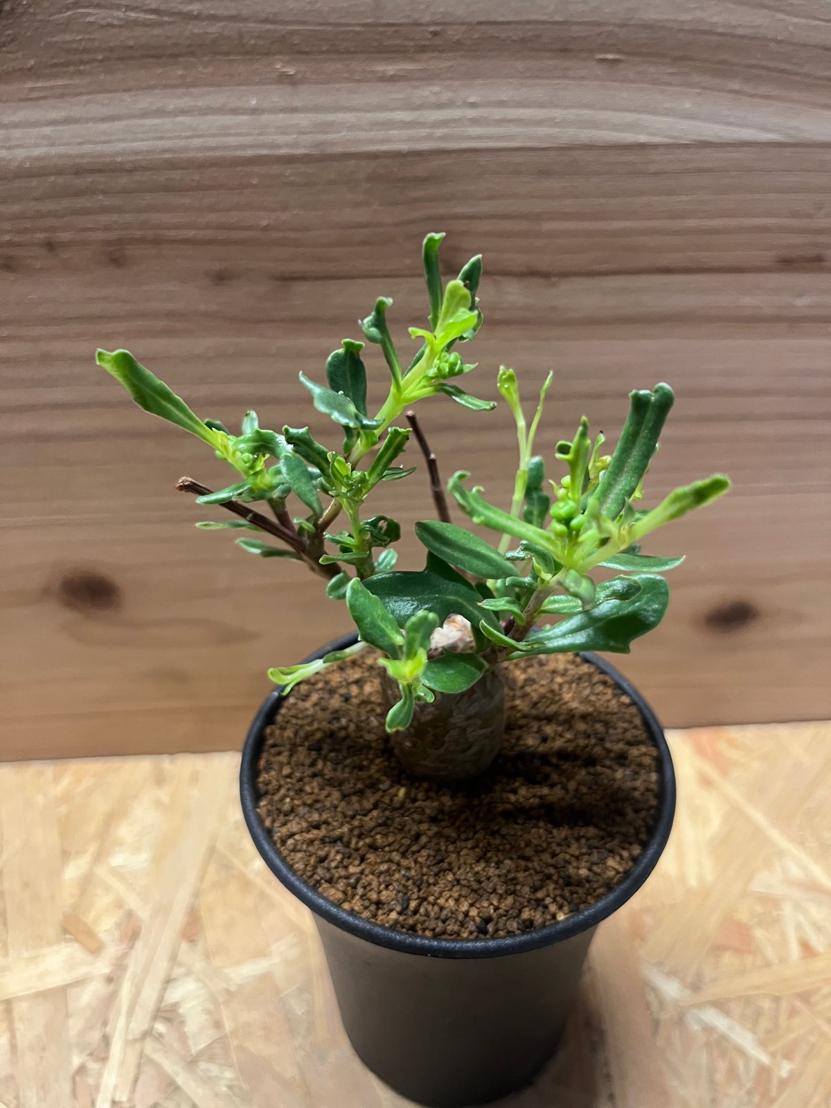 オトンナ ロバタ | GREEN LUCK