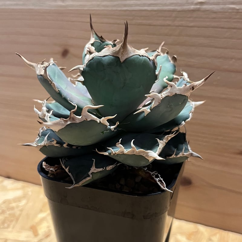 アガベ チタノタ シャークショウイ | GREEN LUCK