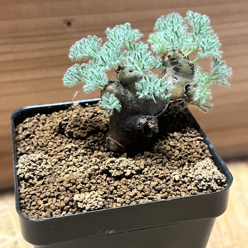 モンソニア ムルチフィダ | GREEN LUCK