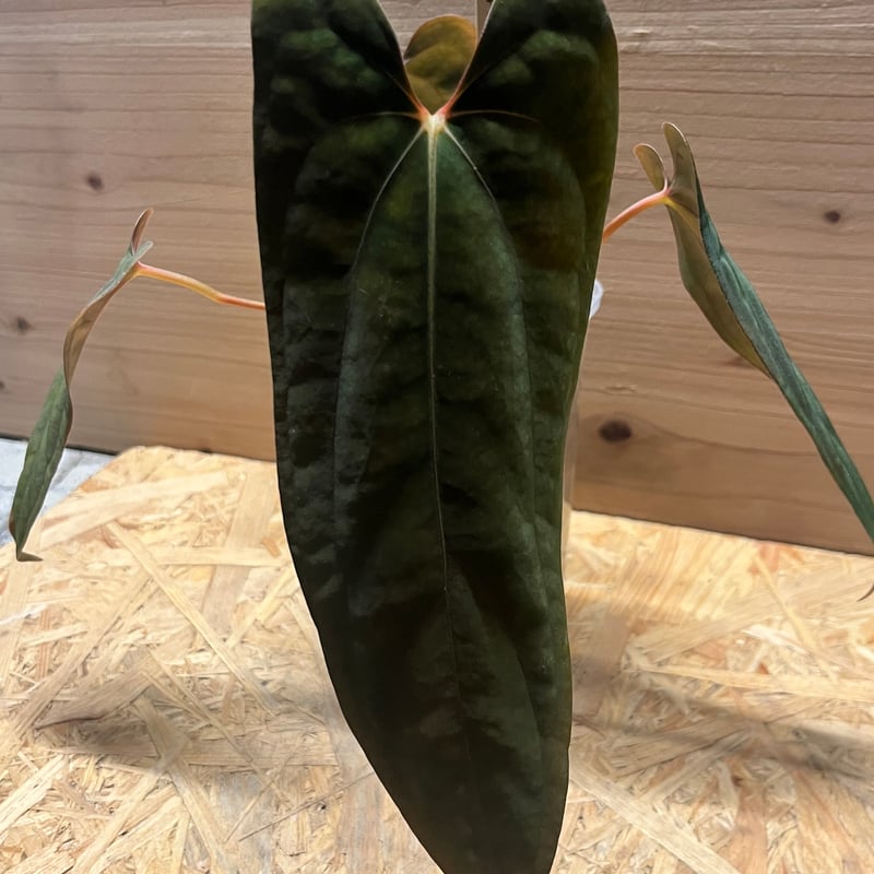 43 アンスリウム　パピリラミナムFS フォートシャーマン　同系統ハイブリッド 43 アンスリウム パピリラミナムFS フォートシャーマン 同系統