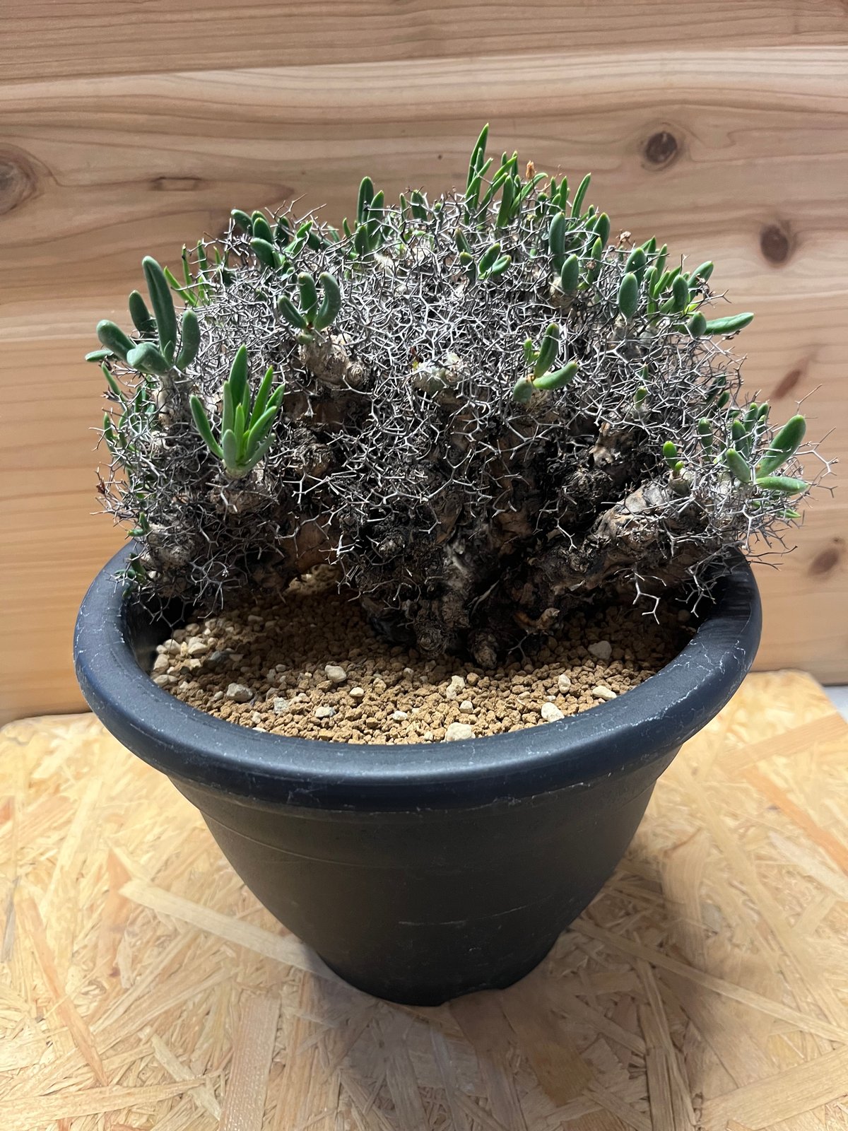 万物想 チレコドン レティキュラーツス その他多肉植物