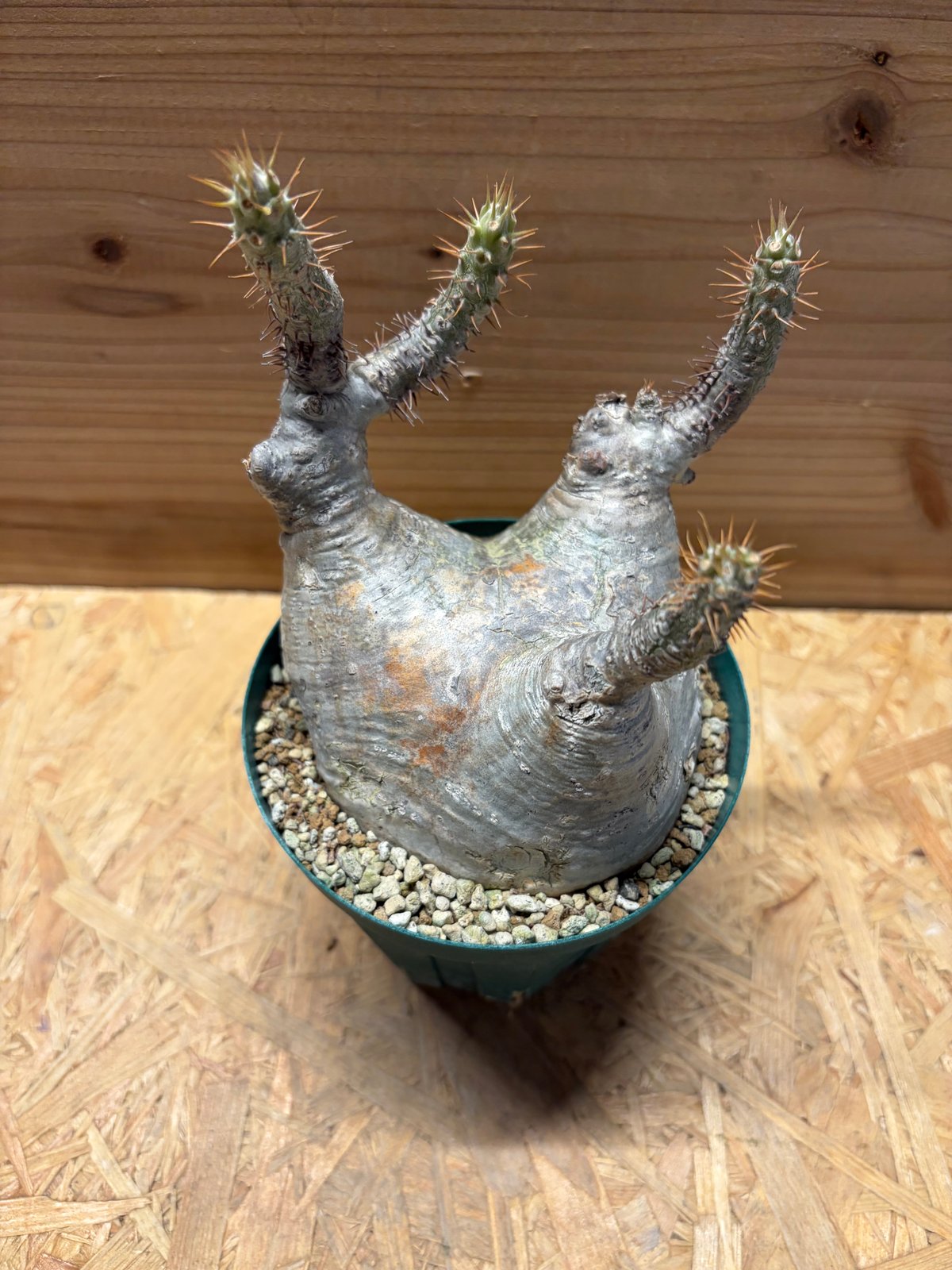 パキポディウム グラキリス | GREEN LUCK