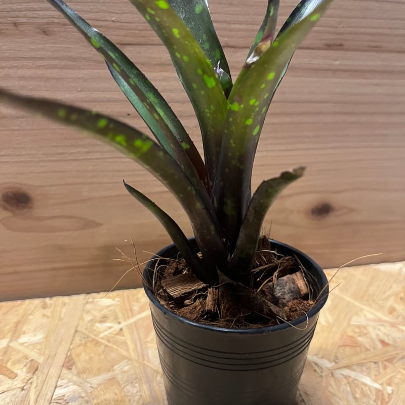 ネオレゲリア ノスフェラトゥ | GREEN LUCK