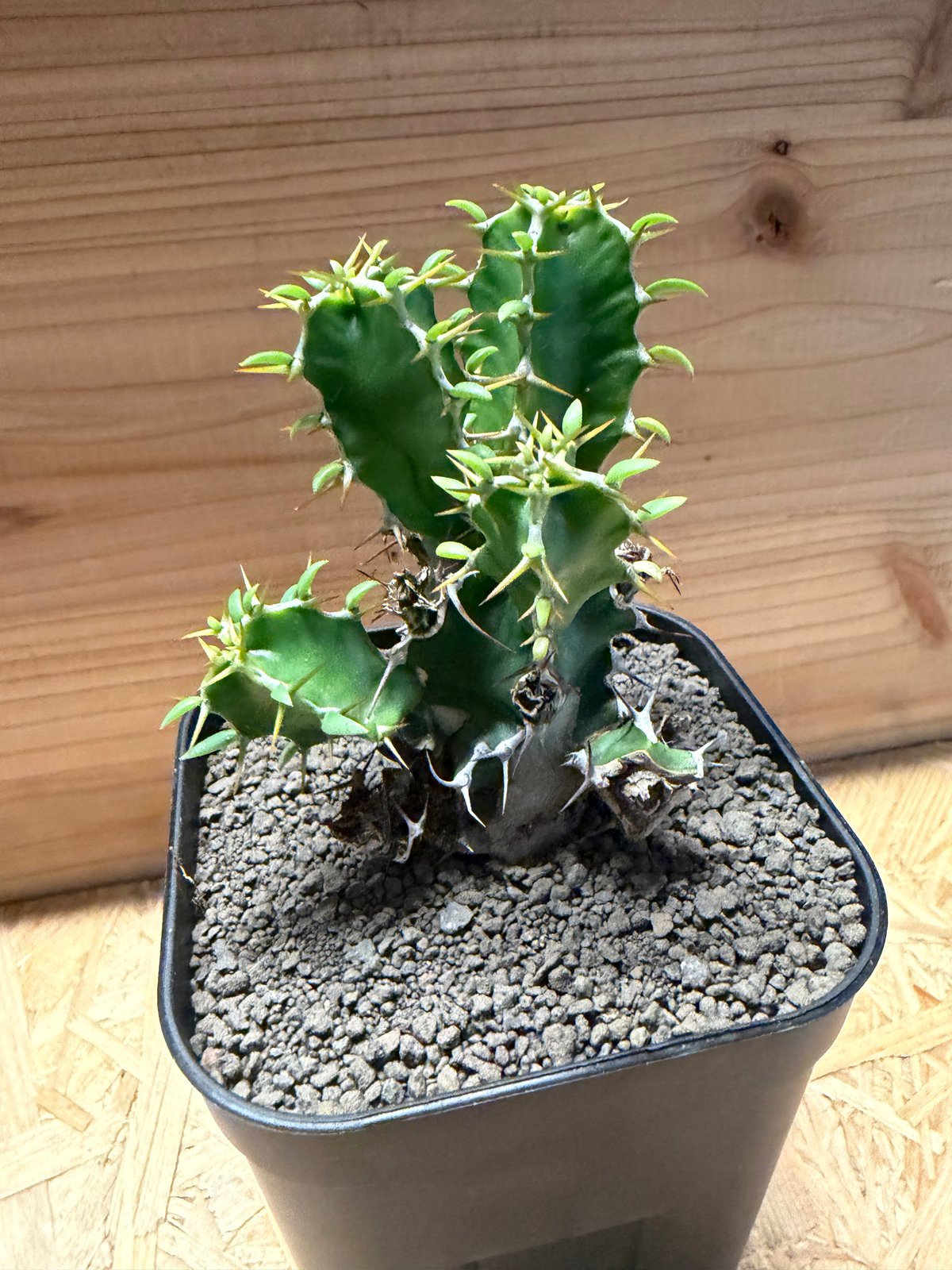 ユーフォルビア ムランジーナ | GREEN LUCK