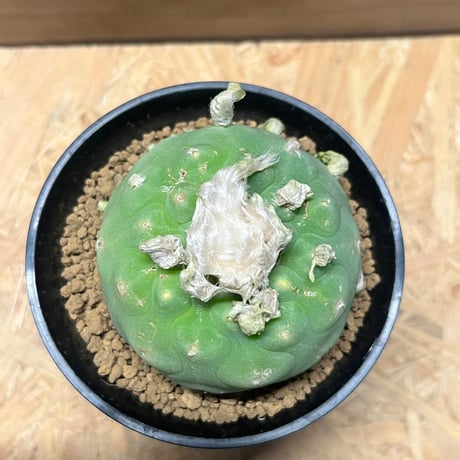 ロフォフォラ　ディフューサ　翠冠玉