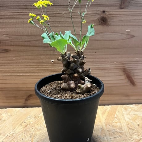 オトンナヘレー | STORES