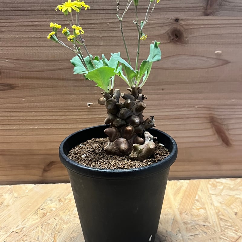 大株 特選 現地株 オトンナ ヘレー オトンナ ヘレー | GREEN LUCK