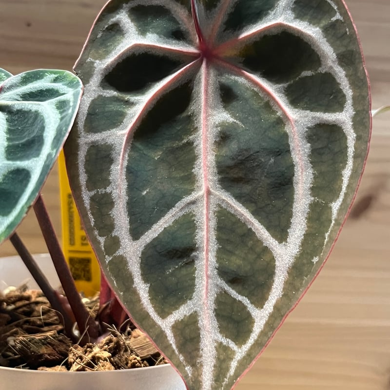 アンスリウム スカーレット | GREEN LUCK