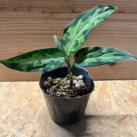 ⭐︎専用中⭐︎アグラオネマ　ニティドゥム　カーティシー 楽天市場】【現品お届け】アグラオネマ ニティドゥム