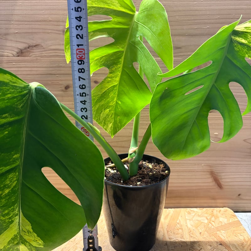 モンステラ ボルシギアナ 'オーレア' | GREEN LUCK