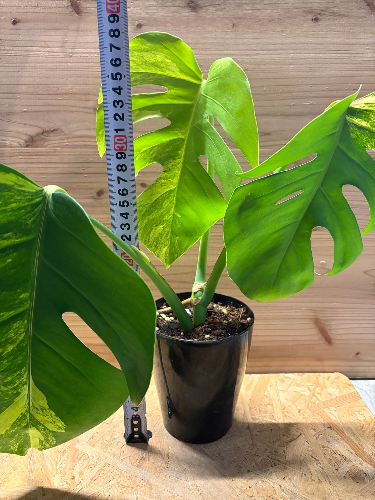 モンステラ ボルシギアナ 'オーレア' | GREEN LUCK