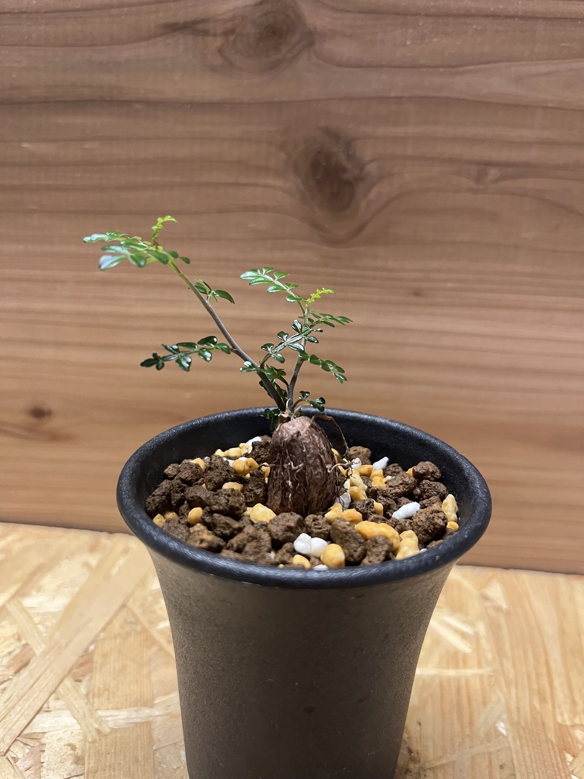 オペルクリカリア デカリー | GREEN LUCK