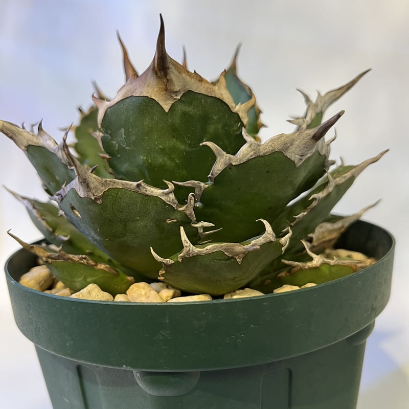 アガベ チタノタ イタリア NO NAME | GREEN LUCK