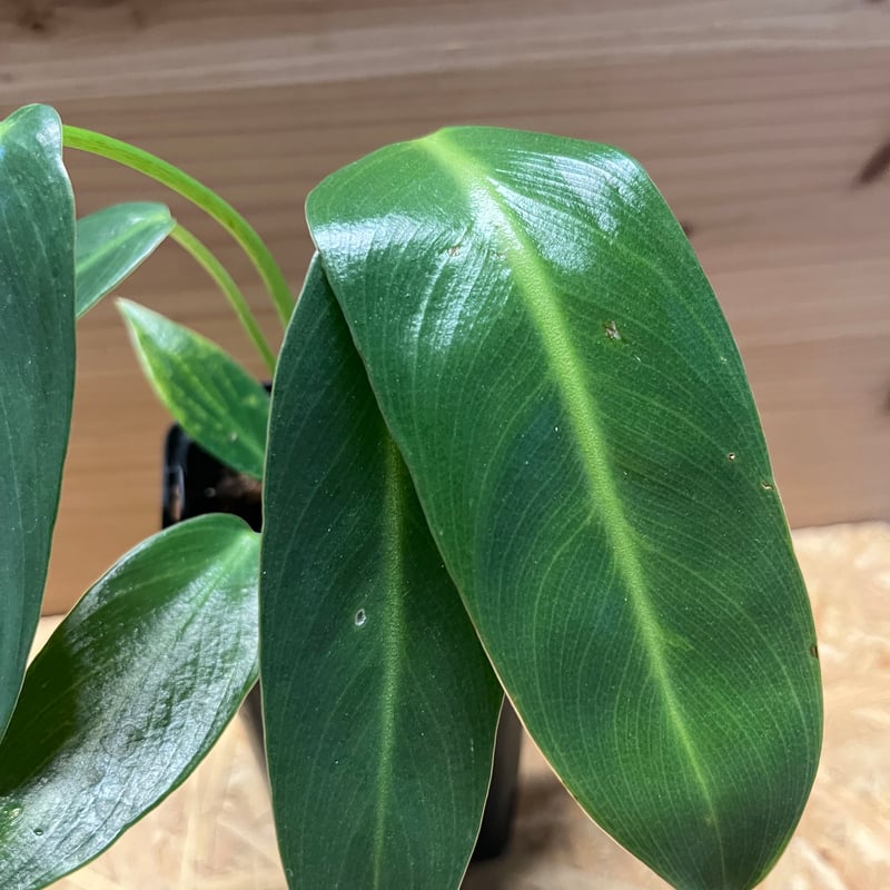 フィロデンドロン スピリタスサンクチ | GREEN LUCK