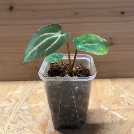 けんレア　特価　アンスリウム　カーラブラッキー　幼苗 けんレア 特価 アンスリウム カーラブラッキー 幼苗 けん様専用