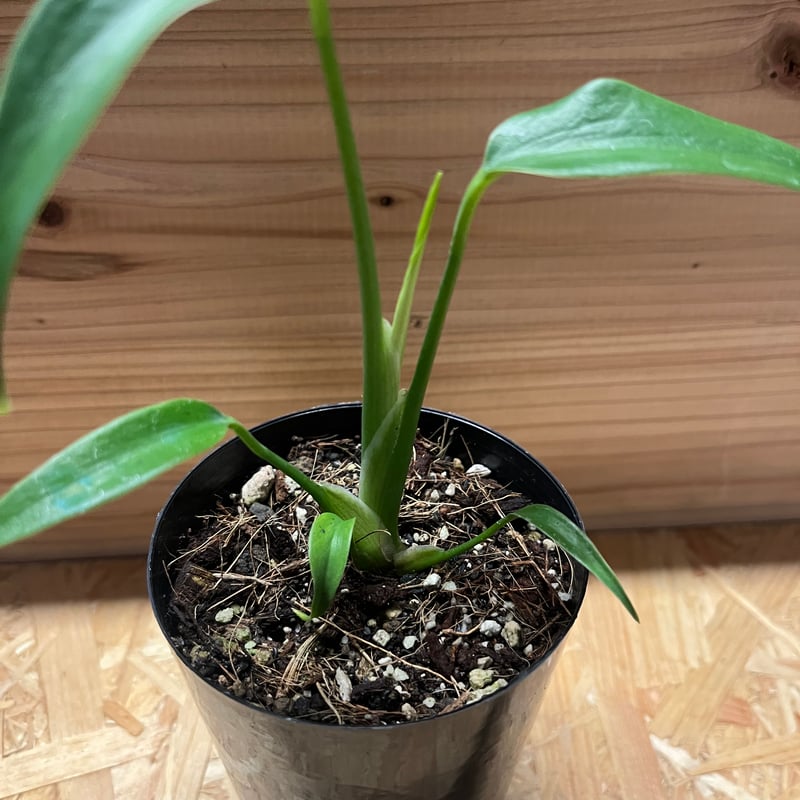 モンステラ ディラセラータ バールマルクスフレーム | GREEN LUCK